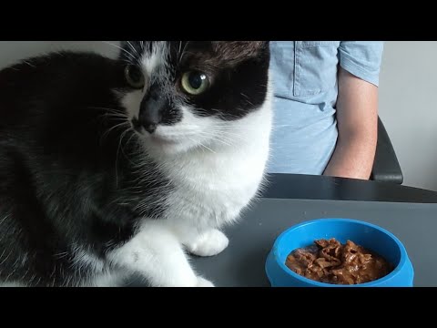 Silence the cat Rates Felix Tasty Shreds... this is not a drill. cat food UK English