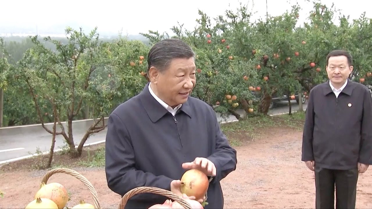 Chinese President Xi Jinping visits city known for pomegranate cultivation in Shandong Province