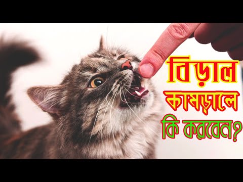 বিড়াল কামড়ালে কি জলাতঙ্ক হয়? How To Treat a Cat Bite?