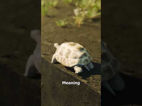She Tossed A Tortoise Into A Pond 😬
