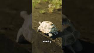 She Tossed A Tortoise Into A Pond 😬