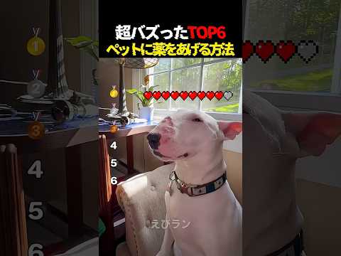 ペットに薬をあげる方法Top6