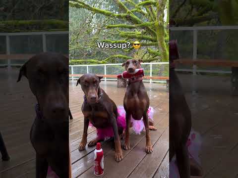 If our humans ever found out what goes down when they leave… 😬IB: @TuckerBudzyn