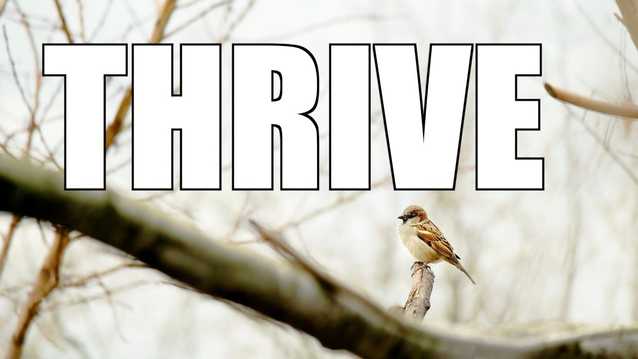 Thrive video thumbnail