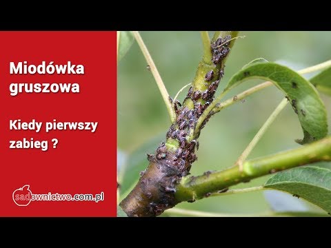 Miodówka gruszowa - kiedy pierwszy zabieg ? - Marcin Piesiewicz