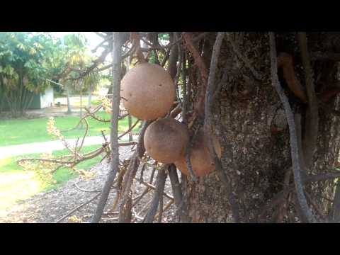 Cannonball tree