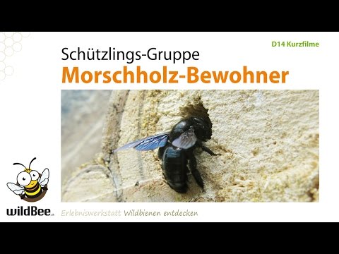 D14 Morschholz-Bewohner