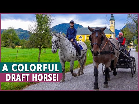 Un cavalier monte le cheval de trait Noriker !