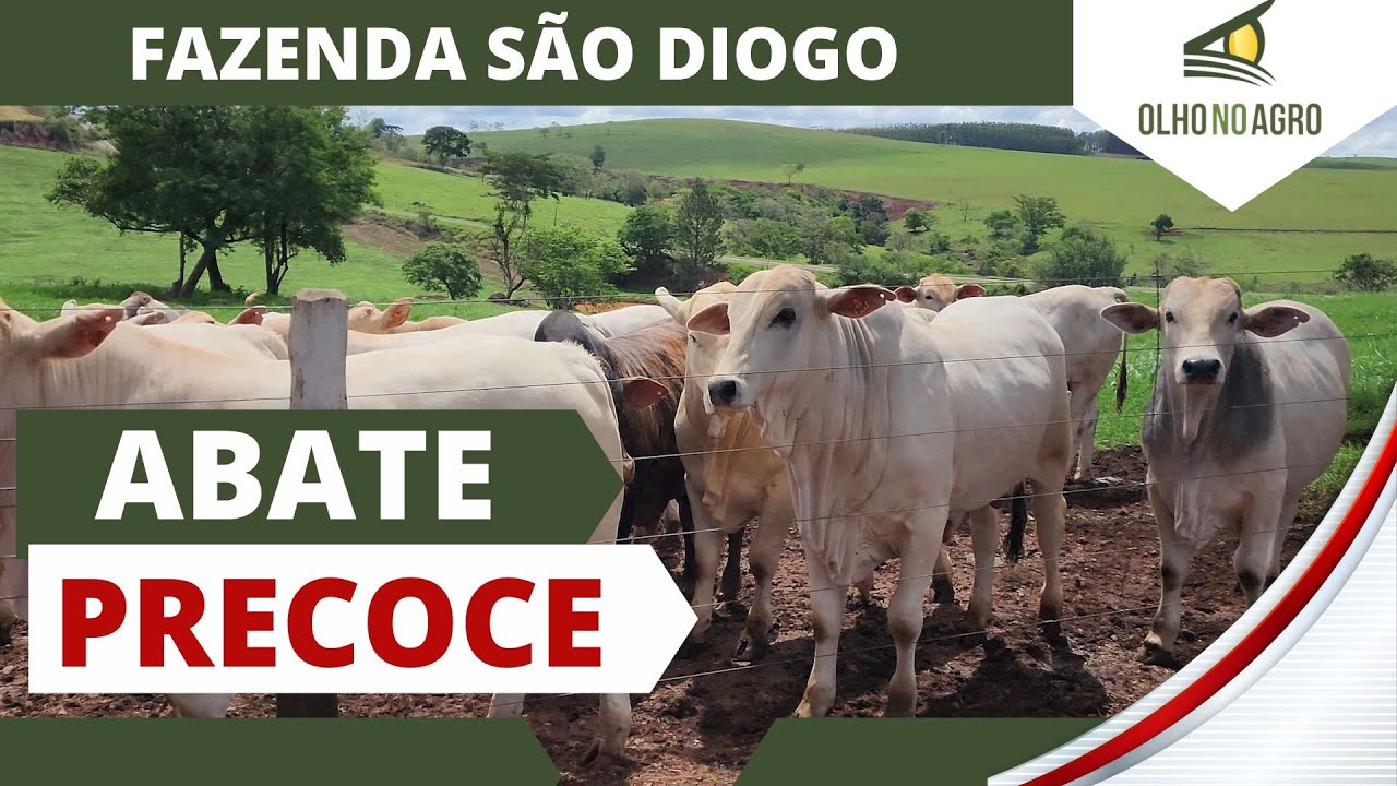 13 MESES, 19 @ E 56.8% DE RENDIMENTO