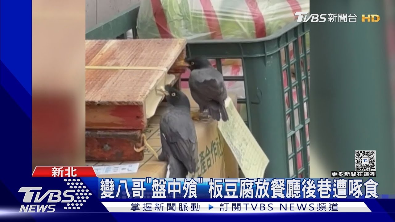 豆腐遭八哥狂啄！新北餐廳後巷「直接裸放」　衛生局：最高罰2億