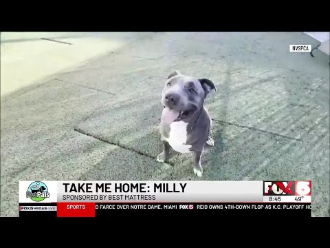 Pet Pals: Take Home Milly - YouTube