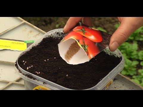 Kako vzgojiti domače zelenjavne sadike? Postopek setve paradižnika.