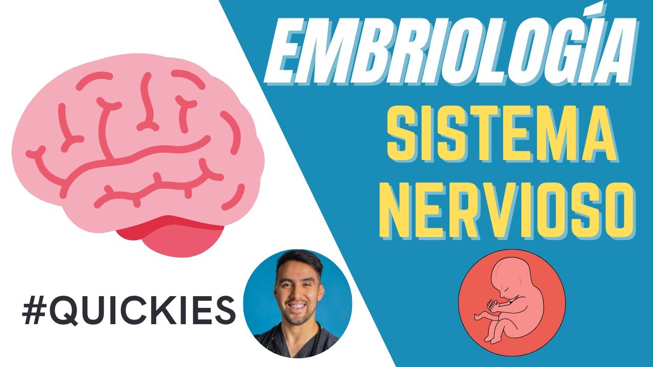 EMBRIOLOGÍA SISTEMA NERVIOSO (PROSENCÉFALO, DIENCÉFALO, MESENCÉFALO, ROMBOENCÉFALO)