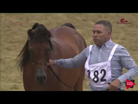 N182 TAIAR AL SHAQAB - 2019 Al Shaqab Arabian Horse Show Festival - 7years old and older stallio...