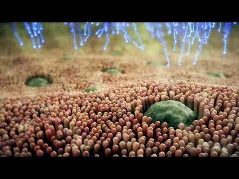 4Life Transfer Factor Tri-Factor Formula (60 Capsules)