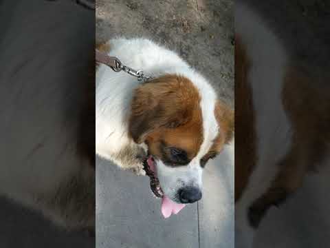 Iorek Byrnison, an adopted Saint Bernard in Goleta, CA_image-1