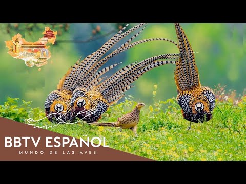 Aves De China | Las Aves Más Hermosas De China Que Nunca Has Visto | BBTV Español