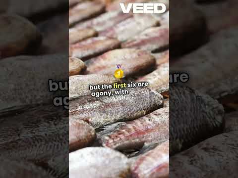 Scorpion High:  A Dangerous Addiction!#interestingfacts