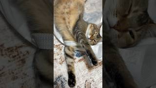 ひもが気に入ったらしい猫 #shorts