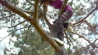 Tree Climber  [Stellar Kart]