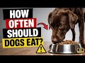 10 Mistakes You Make When Feeding Your Dog ⚠️