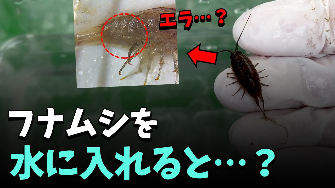 (衝撃注意) フナムシは昆虫ではありません…