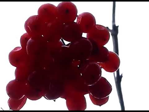 Trailer IOKOI - TALES OF ANOTHER FELT SENSE OF SELF