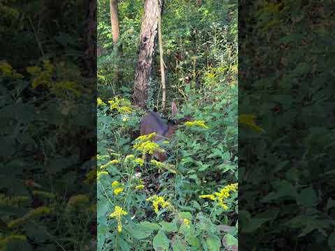 The Secret Language of Farm Animals: My Guide to Understanding What They Communicate!