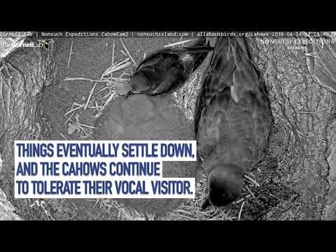 Vacation In Bermuda: Leach's Storm-Petrel Visits Chick In Cahow Cam Burrow