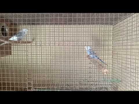 lovebirds show crash available just 1500only 9500340849