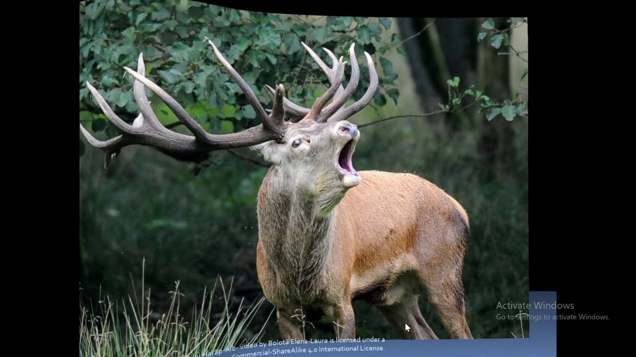 Watch Harap Alb Rezumat Pe Capitole Now Povestea lui Harap Alb - rezumatul video (cu imagini sugestive)