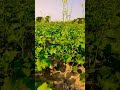 Sarso Ke Safiya Taja Shortvlogs Short