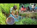 Field Mini FISH Catching Cooking With ELEPHANT FOOT YAM Village Boy Small Fish Catching Cooking