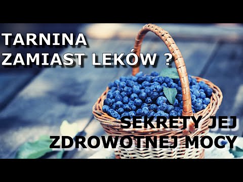 Owoc, który leczy serce, jelita i odporność – poznaj moc tarniny!