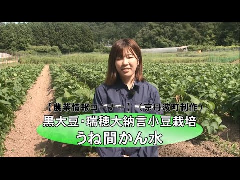 園芸 小豆の種まき方法は?