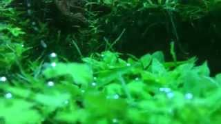 水換え直後の光合成