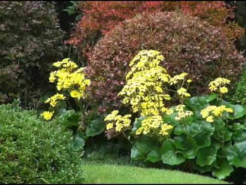 庭のツワブキ 植物