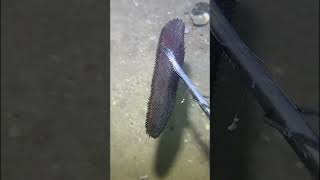 I catching seafood on the seafloor-P1026-2.#fishing #ocean #deepsea #nature #beach