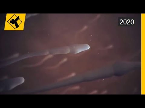 Zbulohet proteina e spermatozoidit