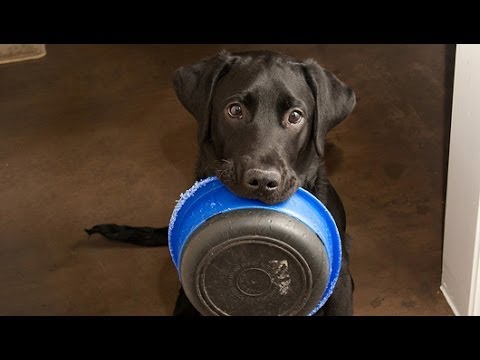 FOODSTAMPS for your PETS How to get them