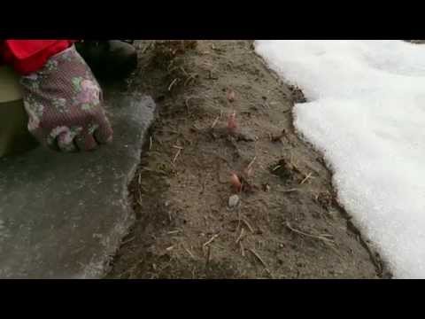 Fru Magdas vitlöksland. Odla vitlök.