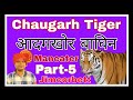 The Chaugarh Tiger Part 5 🐯 चौगढ़ का आदमखोर बाघ ५ #tigerspotted #jimcorbett #maneater #leopard DEFAULT Thumbnail
