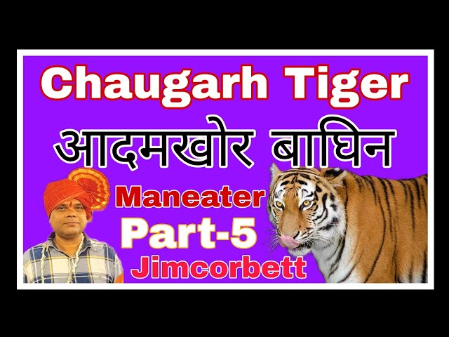 The Chaugarh Tiger Part 5 🐯 चौगढ़ का आदमखोर बाघ ५ #tigerspotted #jimcorbett #maneater #leopard SDDEFAULT Thumbnail