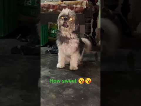 how cute tuffy s Love unconditional ❤️❤️😘😘#doglover #youtubeshorts #viral #duhankennel