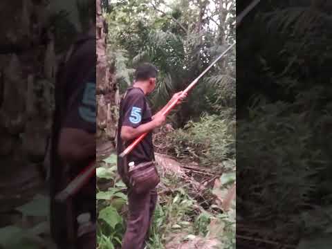 mancing ikan puyu ll di hutan dapat gorgon 😂😂