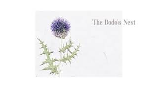 The Dodo's Nest Music Video