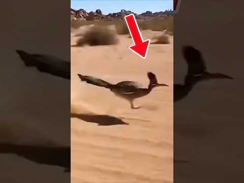 QUAL ANIMAL DÁ A VOLTA AO MUNDO MAIS RÁPIDO?
