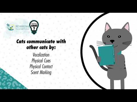 Did You Know Adult Cats Don't Meow To Each Other? Pet Hospitals of Hawaii - Pet Tips