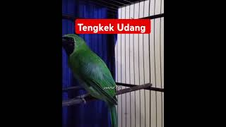 Download lagu Cucak Ijo Bongkar Isian Tengkek Udang #shorts mp3