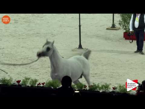 2ND - N.124 LVA MAXIMUS - Paris 2016 - Stallions 4 years old and more (Class CM6 B)